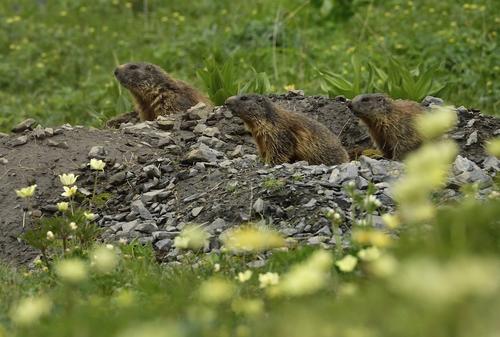 La peste negra inicia por consumo de carne de marmota. (Foto: AFP) 