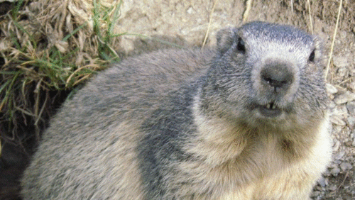 El consumo de carne de marmota fue el detonante de los casos en Mongolia. (Foto: Wikipedia)