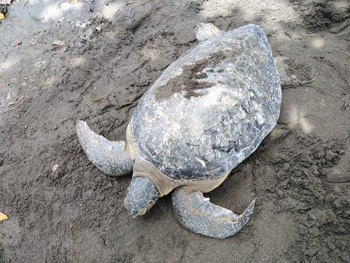 El caparazón de la tortuga se pudo regenerar, pero las marcas de la herida aún se pueden notar. (Foto: CONAP)