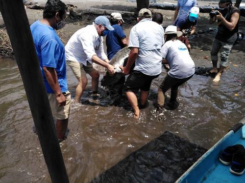 El traslado requirió de varios voluntarios debido al peso de la tortuga. (Foto: CONAP)