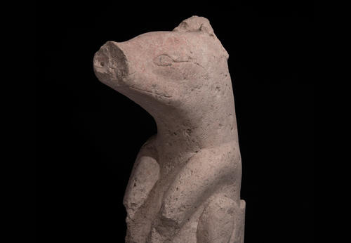 Las excavaciones de la estructura ceremonial maya más grande y antigua desenterraron una escultura animal, posiblemente representando un pecarí de labios blancos o un coatimundi, que los investigadores apodaron "Choco". (Foto: Takeshi Inomata)
