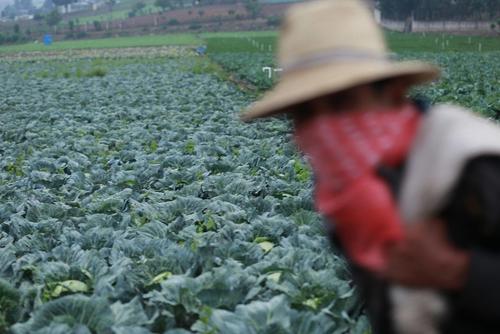 Un trabajador agrícola llega a su parcela para otro día más de trabajo durante el brote de Covid-19 en la ciudad de Chimaltenango, Guatemala. (Morena Pérez-Joachín/Ruda)
