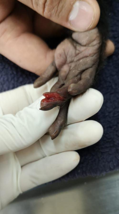Uno de los monos tiene una herida en uno de sus dedos, según la observación veterinaria. (Foto: CONAP)