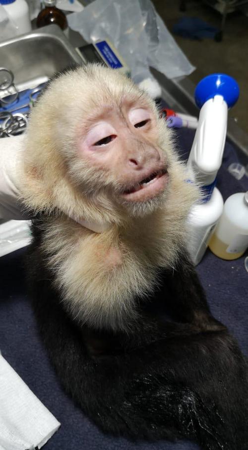 Los monos capuchino quedarán bajo el resguardo del zoológico La Aurora que los reinstalará en el recinto dedicado para la colección de esta especie. (Foto: CONAP)