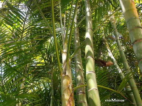 La palmera de Bambú es capaz de sobevivir con poca agua. (Foto: Río Moros)