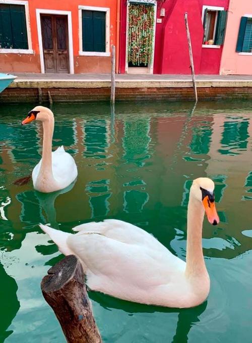 Esta fotografía está siendo compartida para demostrar que por la tranquilidad en los canales de Venecia, algunos animales han vuelto. (Foto: Diario Popular) 