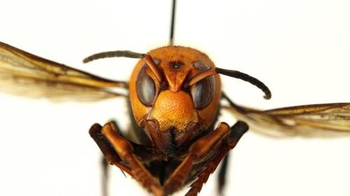 Los avispones asesinos matan a las abejas. (Foto: Univisión)
