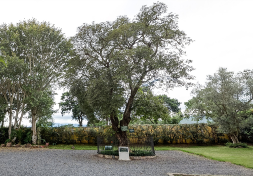 Al entrar en el jardín de la ermita, se podía ubicar el árbol a la derecha derecha protegido para evitar daños. (Foto: Street View)