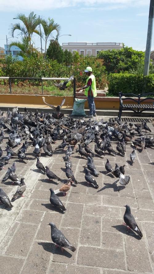 Un elemento de Limpia y Verde arroja comida a las palomas cerca del Mercado Central. (Foto: Municipalidad de Guatemala)