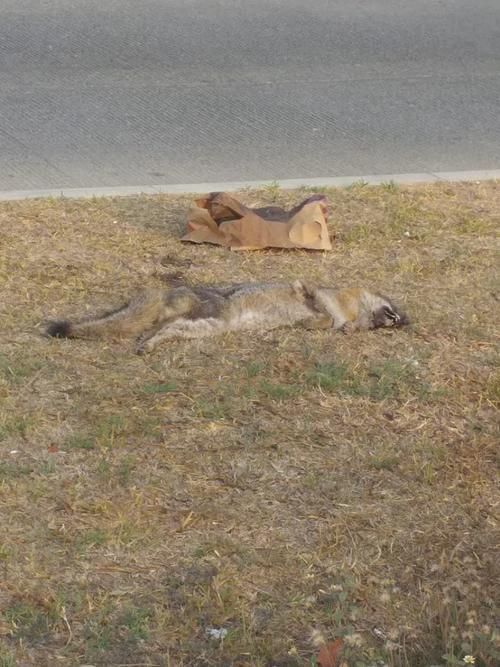 El zorro fue localizado atropellado a la orilla de una carretera en una carretera de Suchitepéquez.  (Foto: Conap)