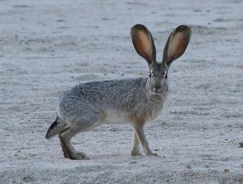Varias especies de liebres están en peligro por el virus que ataca a los conejos. (Foto: Naturaleza Insólita)
