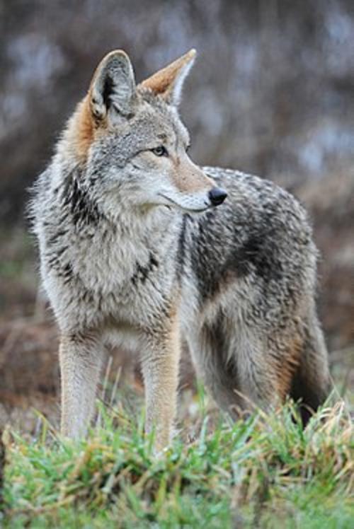 Los coyotes son mamíferos carnívoros. (Foto: Wikipedia)