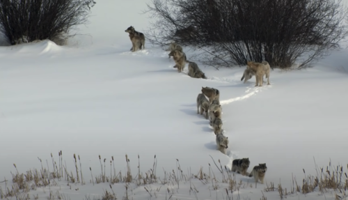 Foto explica jerarquía social de manada de lobos? R/ FALSO