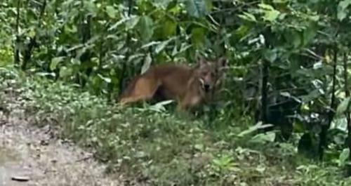 Un coyote fue captado en Huehuetenango. (Foto: Ronaldo Castillo)