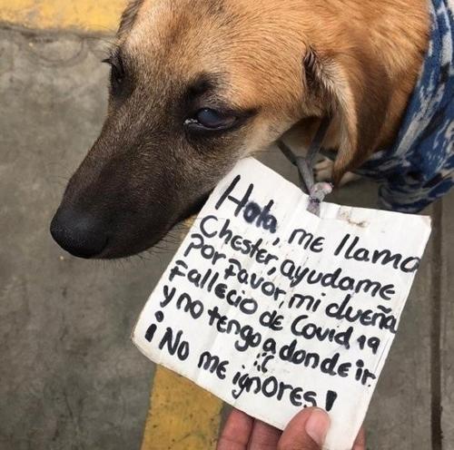 El perrito vivió en los corredores del mercado cuando su sueña murió. (Foto: Huellitas Felices Perú)