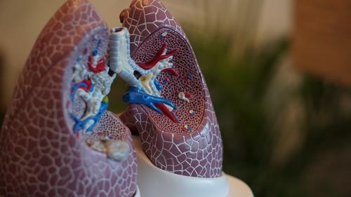 Los pulmones son los que más queda afectados tras el covid-19. (Foto: Unspalsh)