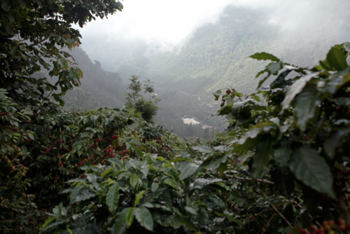 El café proviene de La Libertad Huehuetenango. (Foto: Vides58)