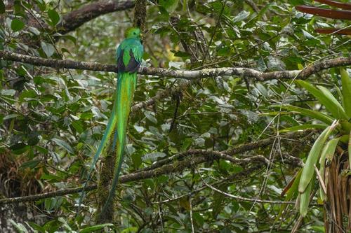 Los quetzales se movían entre las ramas de un árbol a las afueras de la reserva. (Foto: Ronaldo Robles)
