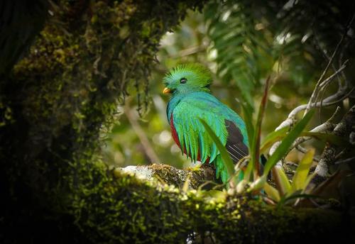 Por varios minutos, los visitantes apreciaron el coqueteo de los quetzales. (Foto: Ronaldo Robles)