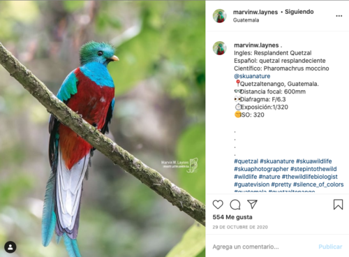 El quetzal captado bajo el lente de Marvin W. Laynes. (Foto: Marvin W. Laynes)