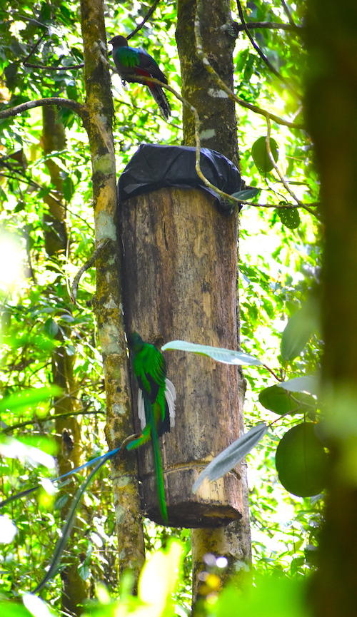 El macho pica el tronco donde construye el nido, mientras la hembra vigila en una rama arriba. (Foto: Fredy Hernández/Soy502)