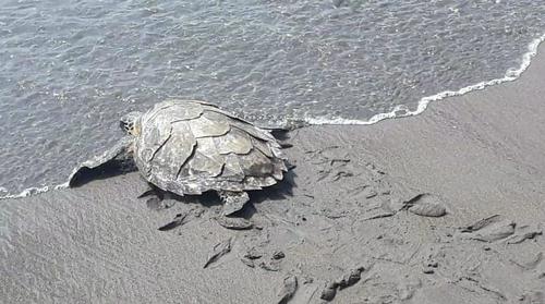 El juvenil fue liberado en la playa y retornó a su hábitat. (Foto: CONAP)