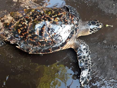 La tortuga marina carey refleja sus colores cuando se encuentra humedecida. (Foto: CONAP)
