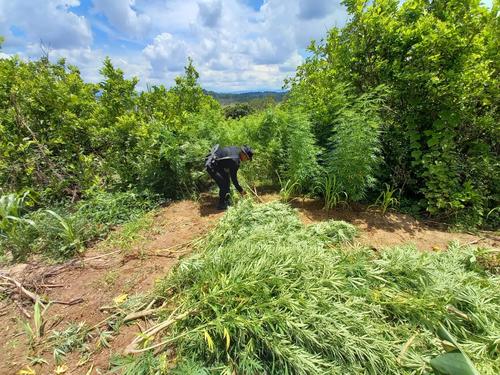 Uno de los agentes de la PNC revisando el lugar donde se encuentran las plantaciones de marihuana. (Foto: PNC)