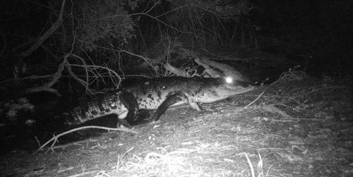 El cocodrilo después de echar al jaguar se pasea. (Foto: captura de pantalla) 