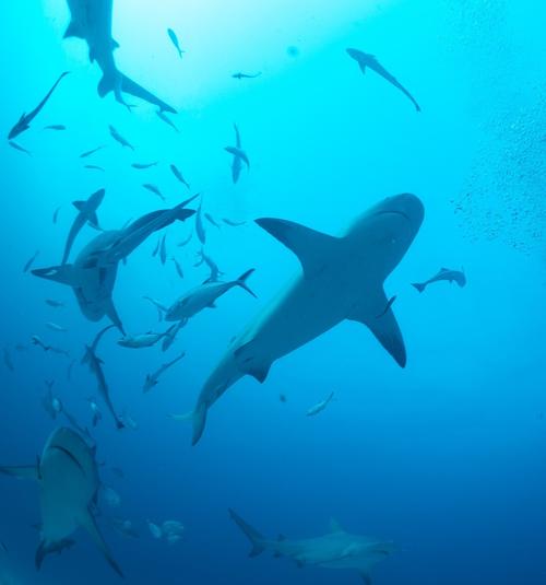 Este es un importante descubrimiento que muestra la importancia de la protección de la diversidad. (Foto: Fundación Mundo Azul)