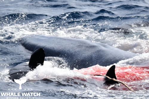 Una de las últimas imágenes captadas fue cuando la ballena se desangraba por los ataques de las orcas. (Foto: Whale Watch)