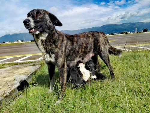 Seneca tuvo una camada de perritos, tras buscarle hogares fue castrada. (Foto: Estuardo Rodas)