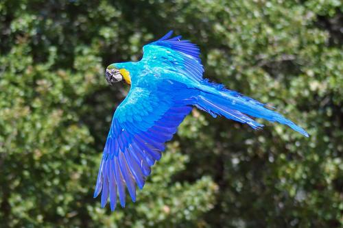 Los guacamayos azules tardarán un tiempo para poder regresar a su hábitat natural. (Foto: Pixabay)