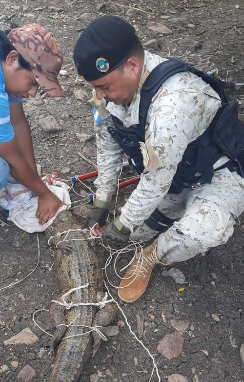 El cocodrilo se encontraba en una laguna en una finca en Jalapa. (Foto: PNC)