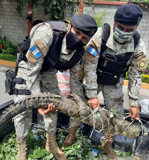 El cocodrilo fue rescatado y trasladado hacia otro lugar para que regrese a su hábitat natural. (Foto: PNC)