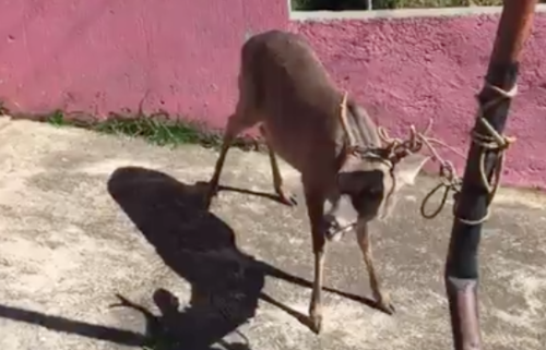 Venado en Totonicapán