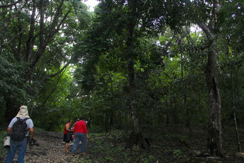 El objetivo es mantener la protección y la conservación de los bosques. (Foto: Fredy Hernández/Soy502)