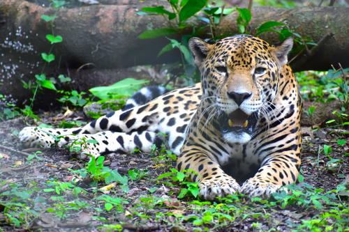 El jaguar parece estar acostumbrado a estar bajo la mirada de las personas, por lo que su retorno al bosque podría ser imposible. (Foto: Fredy Hernández/Soy502)