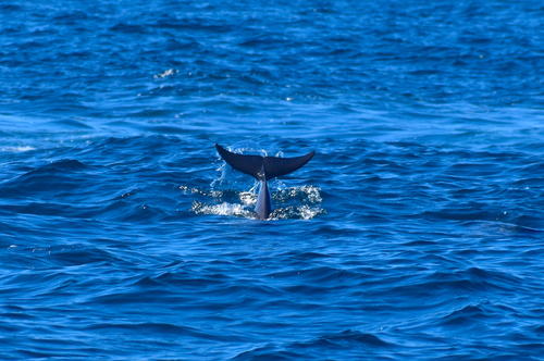 Un delfin se sumerge en busca de comida que dejaba en su camino un barco pesquero. (Foto: Fredy Hernández/Soy502)