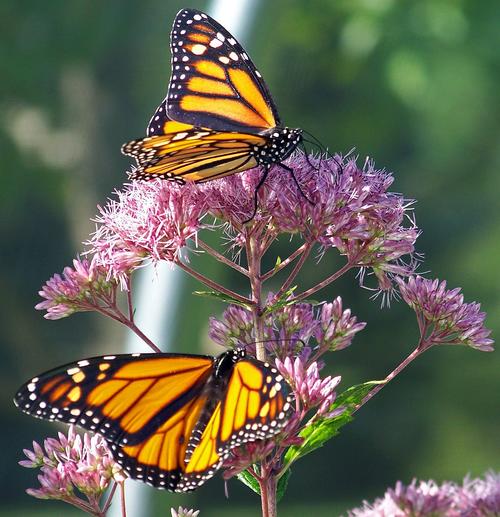 Las mariposas se enfrentan a un peligro sobre su existencia. (Foto: Pixabay)