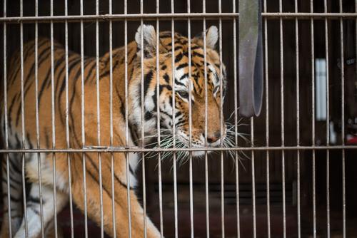 El Circo Rey Gitano no quiere entregar a los tigres. (Foto: Wilder López /Soy502)