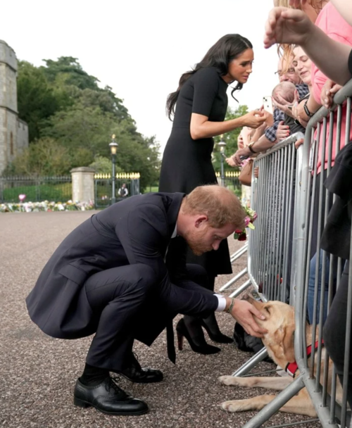 El príncipe Harry acarició a un perro labrador durante el funeral de la reina Isabel II. (Foto: Clarín)