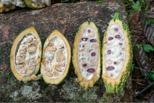 Fruta de cacao producida en la región de la laguna Lachuá en alta Verapaz. (Foto: Cacao Embassy)