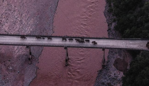 Los elefantes recorrieron un largo trayecto desde marzo de 2021. (Foto: Reuters)