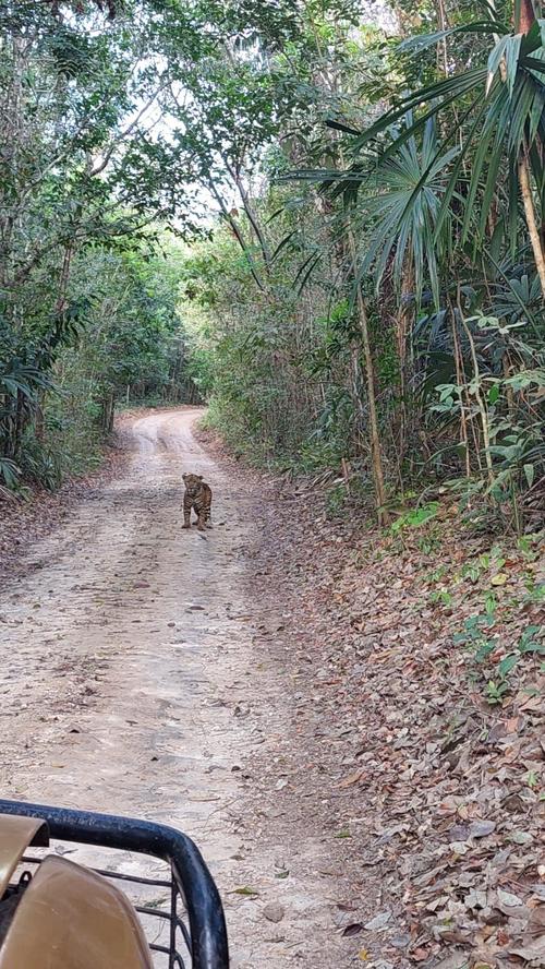 Momento en que el jaguar fue visto en un camino. (Foto: Wilber Antonio Trujillo)