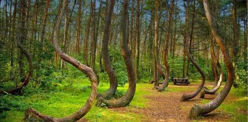 Árboles con formas extrañas en el bosque embrujado. (Foto: Facebook)