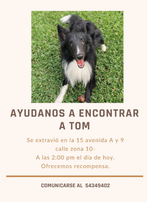 Tom, perro extraviado, zona 10