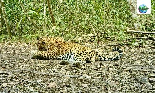 viral, jaguar, selva petenera, Petén