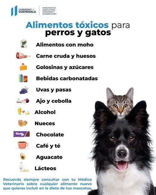 Estos son los alimentos considerados como "tóxicos" para las mascotas. (Foto: MAGA)