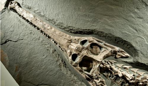 Restos fosilizados de una nueva especie perteneciente a los "Crocodilomorfo talatosuquio". (Foto: History)